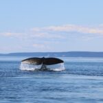 azraq-how-to-do-your-part-in-conserving-our-oceans-2