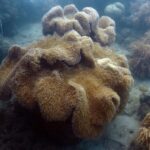 azraq-how-to-do-your-part-in-conserving-our-oceans-4